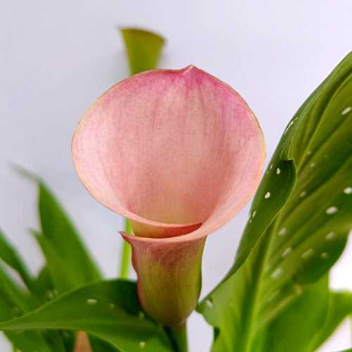 Calla Lilly Peach