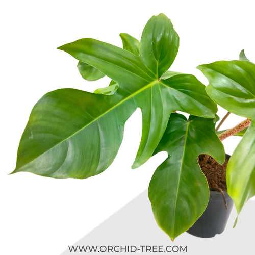 Philodendron Squamiferum