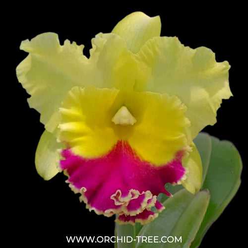 Cattleya (Rlc.) Songkwae Gold #2 Orchid Plant- BS