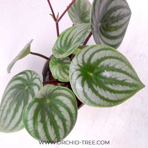 Watermelon Peperomia