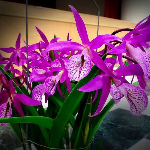 Cattleya (Bc.) Yuan Dung Red Star - BS