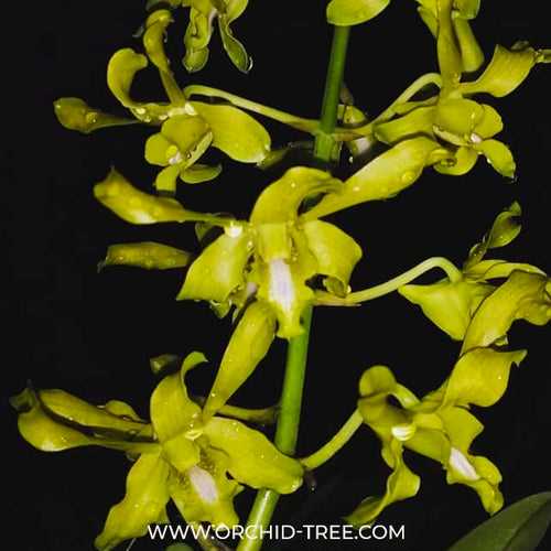 Dendrobium Caesar Green Orchid - BS