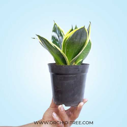 Sansevieria Dwarf