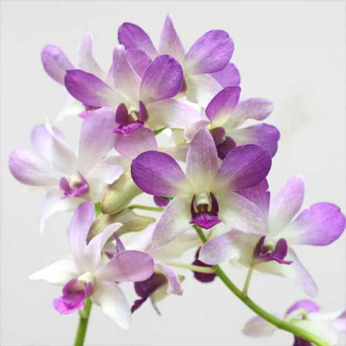 Dendrobium Arredang Blue - BS