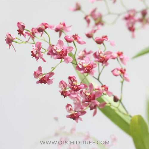 Oncidium Twinkle Red Orchid Plant - BS