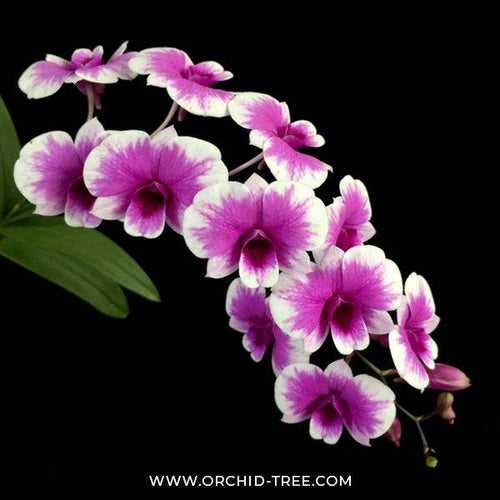 Dendrobium Yaya Compactum (Mini) -BS