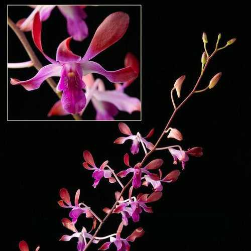 Dendrobium Jasmine Orchid Plant - FF