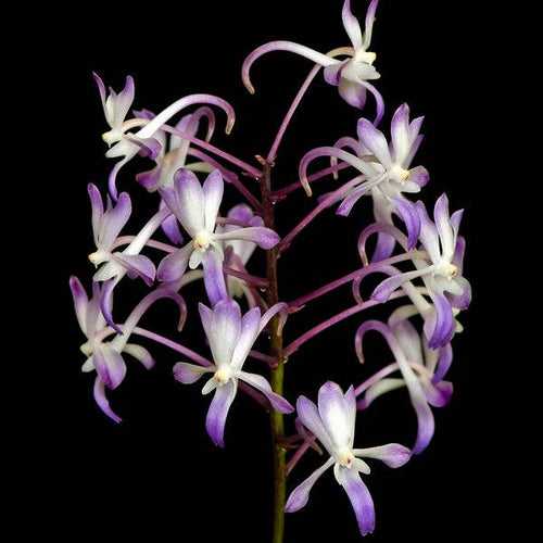 Vanda Neostylis Lou Sneary Orchid Plant - BS