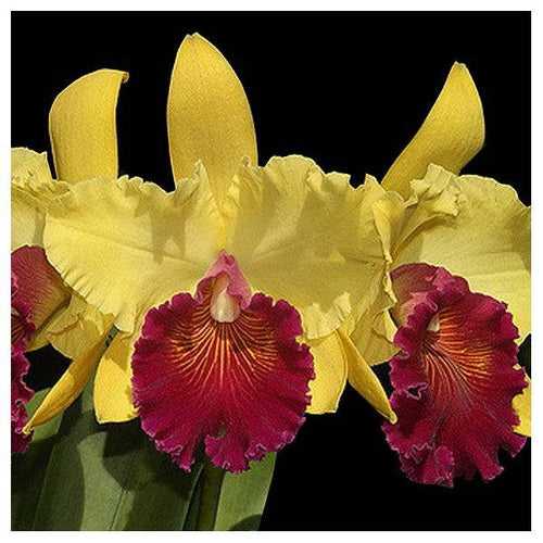 Cattleya (Blc.) Alma Kee 'Tipmalee' Orchid - BS