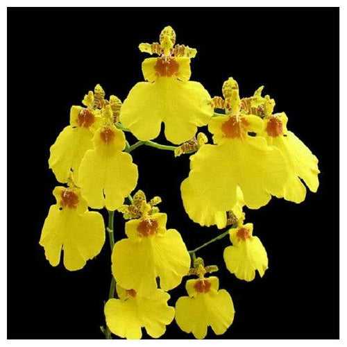 Oncidium Sweet Sugar Orchid Plant- BS
