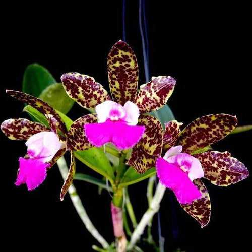 Cattleya Pradit Spot Orchid Plant- BS