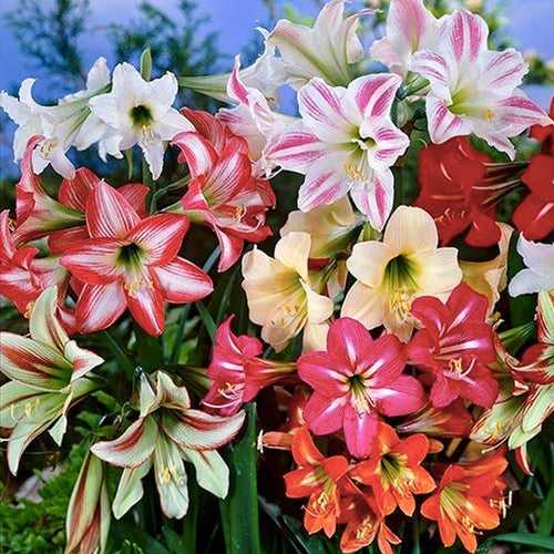 Amaryllis Dutch Assorted Bulbs