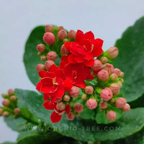 Kalanchoe | Flowering Plants