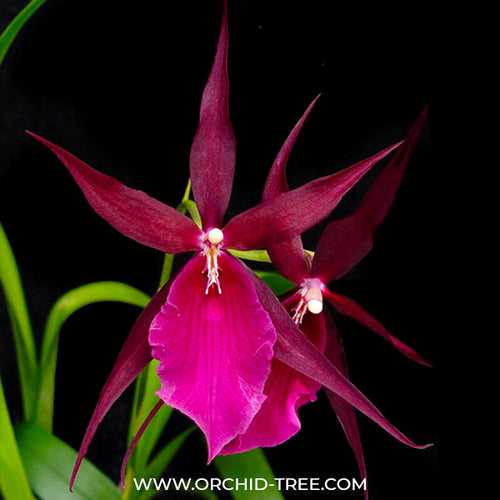 Oncidium (Milt) Royal Robe Orchid Plant- BS