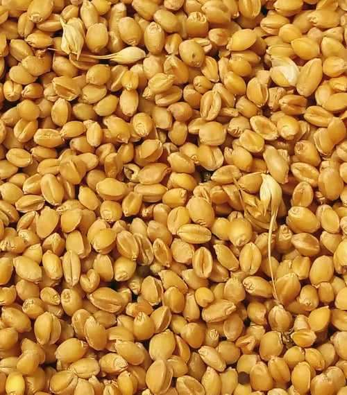 Wheat - Sonamoti (सोनामोती गेहू)