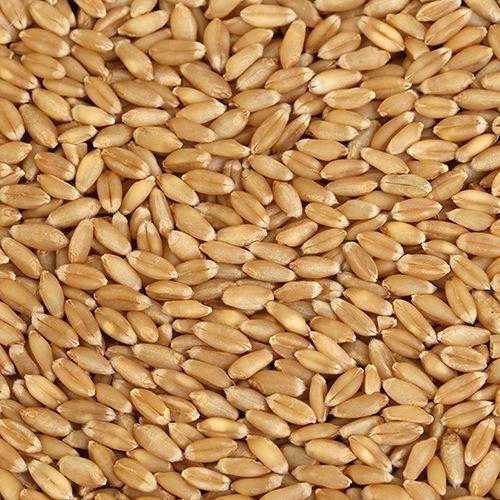 Organic Wheat - Sharbati (शरबती गेहू)