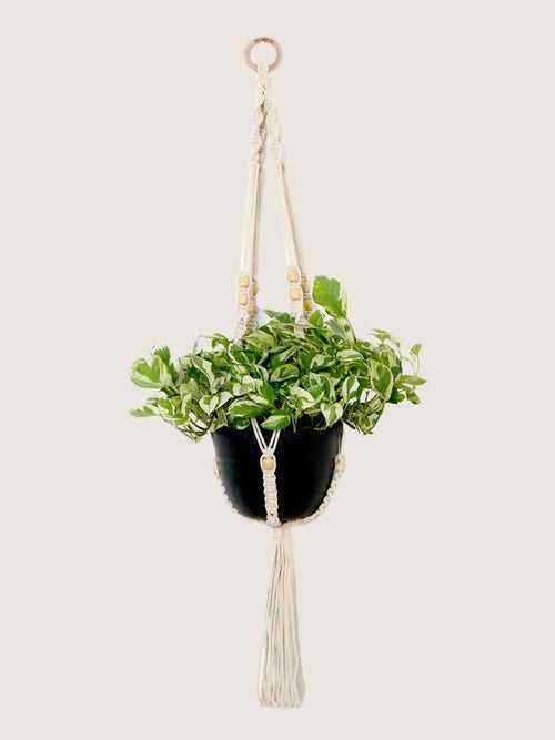 Dao Macrame Hanger (Beaded Macrame Plant Hanger)