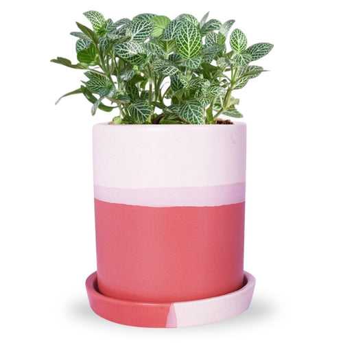 Ceramic Plant Pot