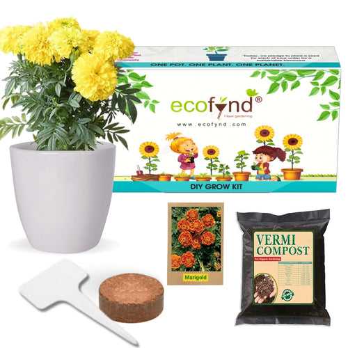 DIY Grow Kit of Marigold Flower