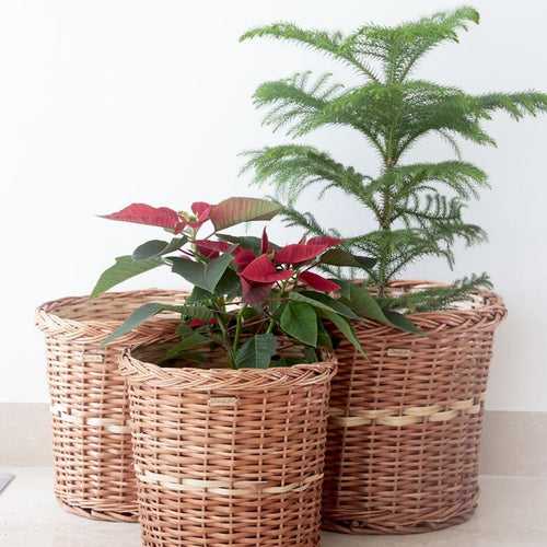 Wicker Planter, Set of 3