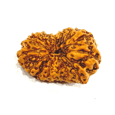 16 Mukhi Rudraksha (Indonesian Origin- 20.00 MM)