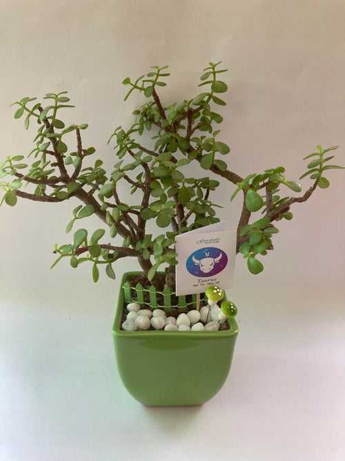 Jade Plant for Taurus/ Vrishabh Raashi