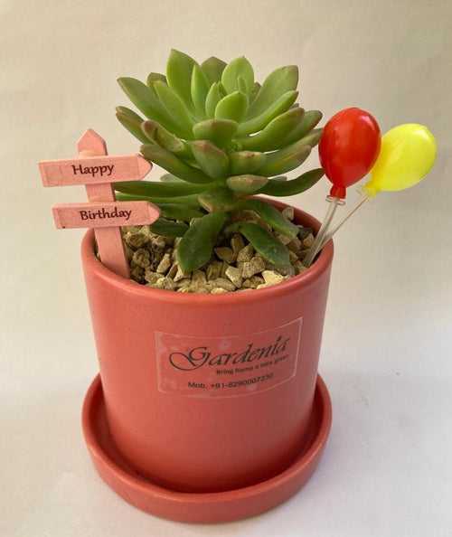 Happy Birthday- Succulent (Basic)