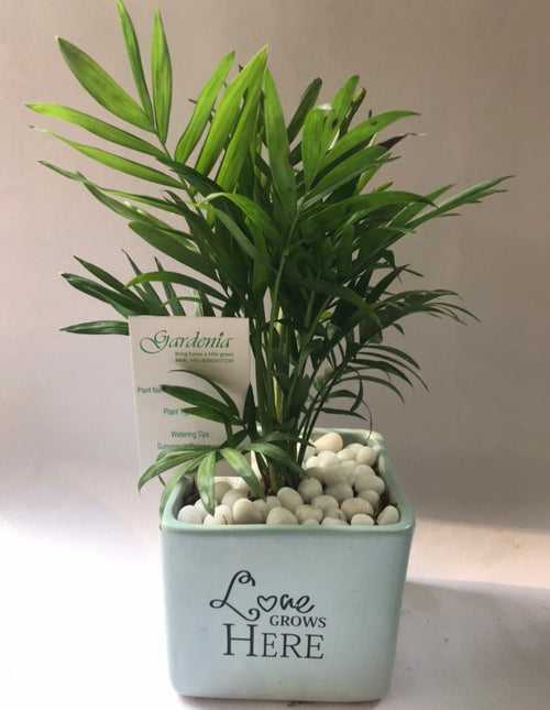 Love Grows Here - Bamboo Palm