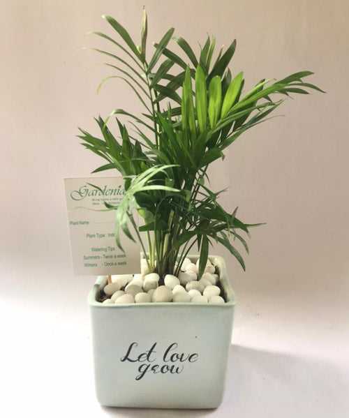 Let Love Grow - Bamboo Palm