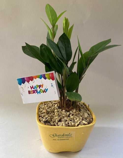 Happy Birthday- Zamia (with Card)