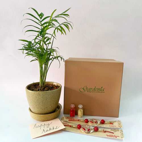 Rakhi Giftbox with Bamboo Palm