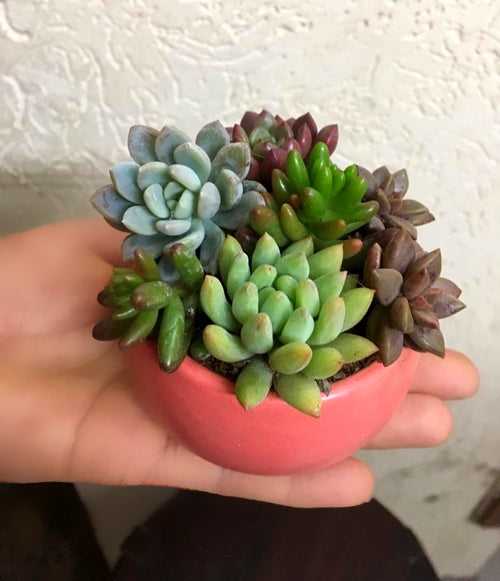 Tiny Succulent Planter