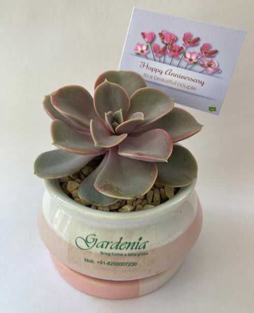 Happy Anniversary- Succulent (with Card)