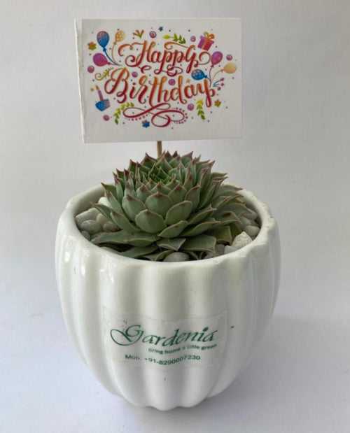 Happy Birthday- Succulent (with Card)