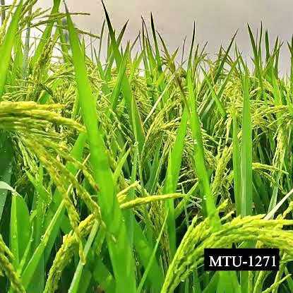 MTU-1271 Marteru Paddy Seeds-Andhra Pradesh