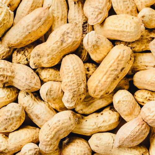 Raw Pod of Peanuts-2 Seeds of Groundnut Organic Pod