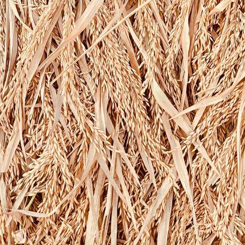 WGL-1246 Paddy Seeds