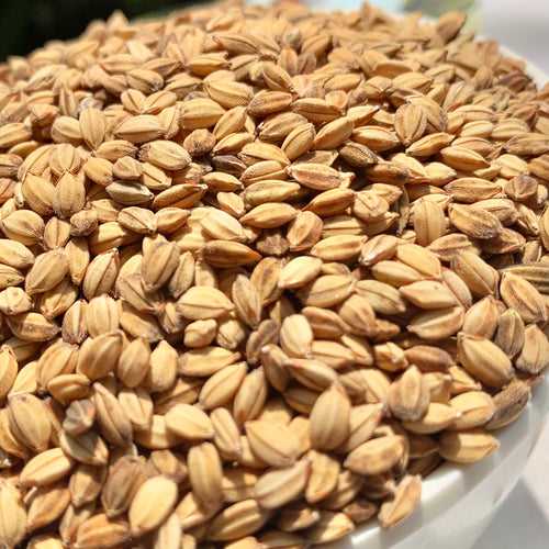 Kothambari Paddy-Coriander Paddy Seeds