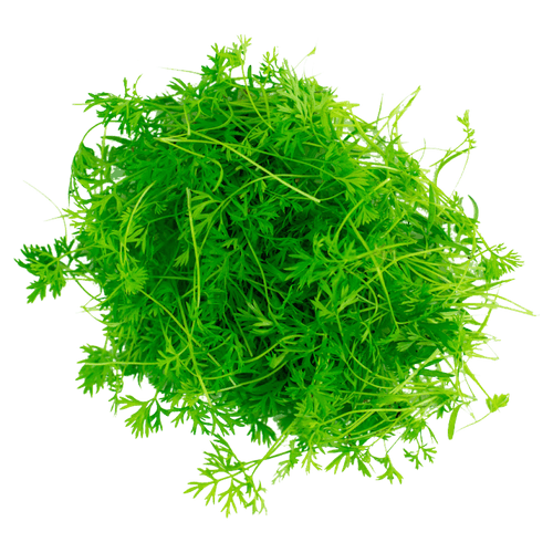 Carrot - Micro green Seeds