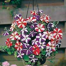 Petunia NC Mix - Flower Seeds