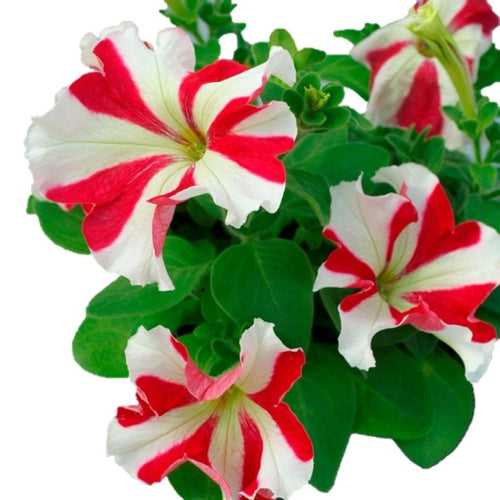 Petunia  Star Mix - Flower Seeds