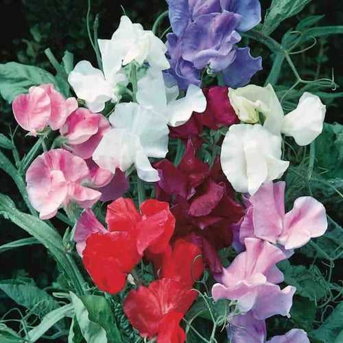 Sweet Pea Jet Mix - Flower Seeds