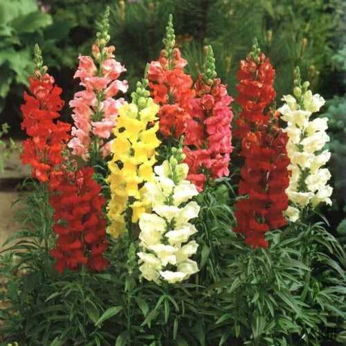 Antirrhinum Tom Thumb Mix - Flower Seeds