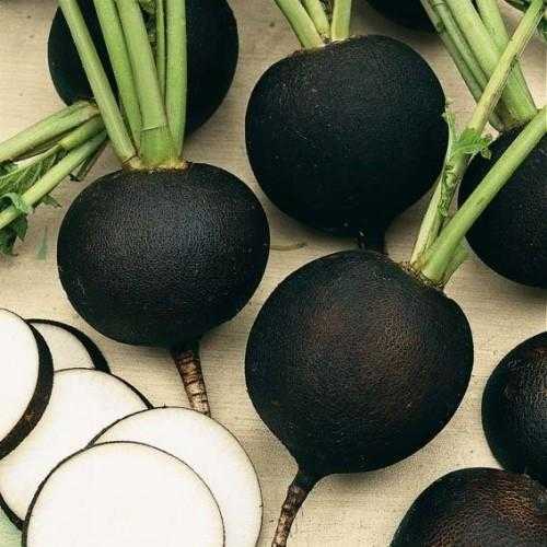 Radish Seeds Black Round-Kitchen Garden Packing