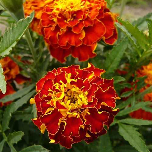 Marigold French Red Brocade - Flower Seeds