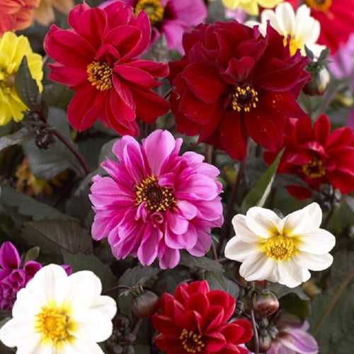 Dahlia Tall Star Mixed - Flower Seeds