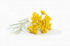Helichrysum Dwarf Mixed Colour - Flower Seeds
