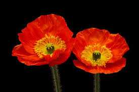 Poppy Iceland Mix - Flower Seeds