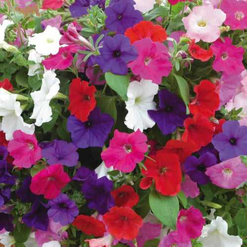 Petunia Multiflora Mambo (Hybrid) - Flower Seeds