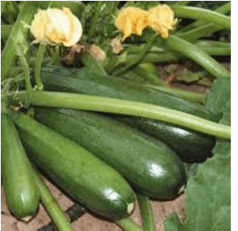 Zucchini Seeds Dark Green